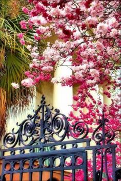 
                    
                        Spring in Charleston, SC
                    
                