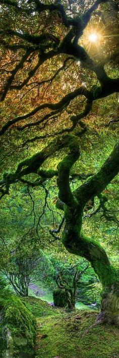 
                    
                        Maple tree, Japanese Gardens in Portland, Oregon
                    
                