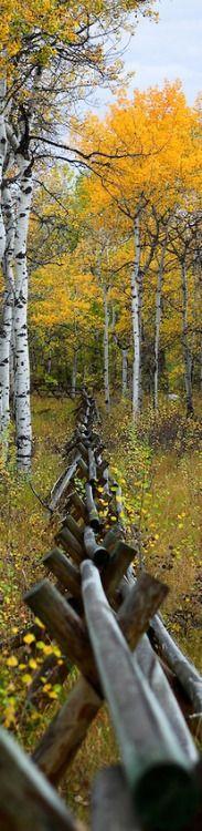 
                    
                        Log jack fence
                    
                