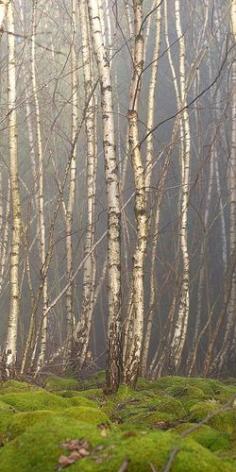 
                    
                        Birch Grove, Czech Republic | by Dušan Dobeš, via Flickr
                    
                