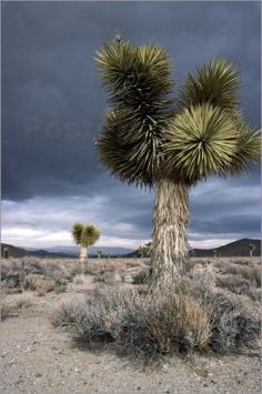 
                    
                        Mojave Desert and yucca plants
                    
                