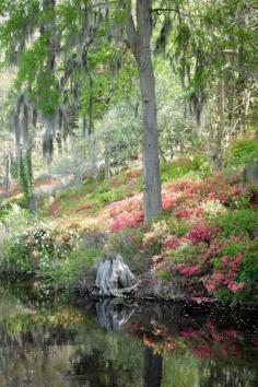 
                    
                        Azalea Hill, Middleton Place, Charleston, South Carolina
                    
                