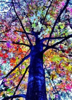 
                    
                        Beautiful Tree
                    
                