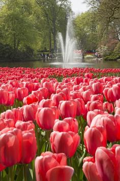 
                    
                        Keukenhof, the most beautiful spring garden in the world!!!
                    
                