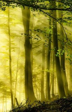 
                    
                        Sun Drenched Forest, Switzerland
                    
                