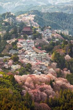 
                    
                        Cherry trees in full bloom, Mount Yoshino, Nara, Japan
                    
                