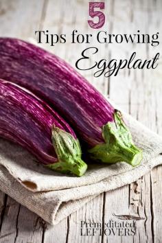 
                    
                        5 Tips for Growing Eggplant including when to harvest eggplant, how to protect eggplant from pests,and how to space eggplant and how to plant eggplant.
                    
                