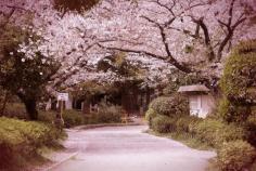 
                    
                        Beautiful tree tunnels around the world
                    
                