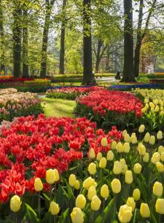 
                    
                        Keukenhof, the most beautiful spring garden in the world
                    
                