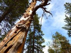 
                    
                        Tall Pine Trees Redwood Forest Wilderness Nature by LiveFreeTravel
                    
                