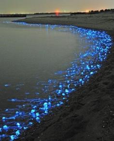 
                    
                        The firefly squid because of tiny "photophores in their bodies, they are causing this beautiful bioluminescent phenomenon in Toyama Bay, Japan.    Tiny photophores can be found by thousands in the squid’s body, creating the ability to emit light.    The firefly squid normally are living at 1200 feet underwater, but waves in the Toyama bay pushes them to the surface, from March to June." -Morgan ABBOU
                    
                