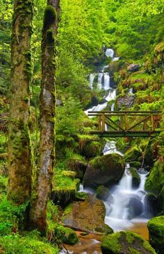 
                    
                        The Black Forest, Germany
                    
                