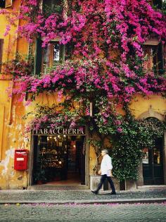 
                    
                        Bougainvillea wall, Rome, Italy
                    
                