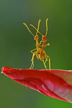 
                    
                        Photograph Dancing Ants by Teguh Santosa
                    
                