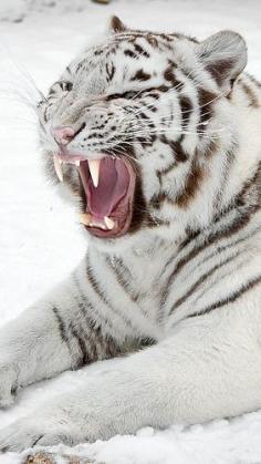 
                    
                        White Tiger
                    
                