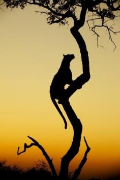 
                    
                        Twitter, A big cat sunset! Beautiful pic! pic.twitter.com/NOlMxSUyq8
                    
                