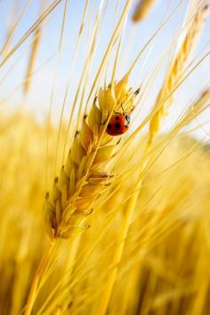 
                    
                        Never hurt a ladybug We need them in the garden Ladybugs help flowers grow So we must give them pardon!
                    
                