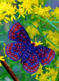 
                    
                        Prairie Spark-Little Metalmark via Betty Heigl
                    
                