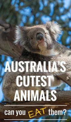 
                    
                        Is the Koala edible? Australia is blessed with an abundant array of unique animals, especially cute ones. But what may surprise you is that some of them are perfectly edible. Find out what beautiful creatures make it onto the dinner plate around Australia. #Australia #food #cute #animals #yummy
                    
                