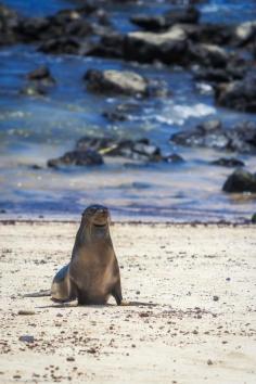 
                    
                        The Deserted White Sand beaches of the Galapagos Islands | 27 photos that will transport you to the Galápagos Islands | The Planet D Adventure Travel Blog
                    
                