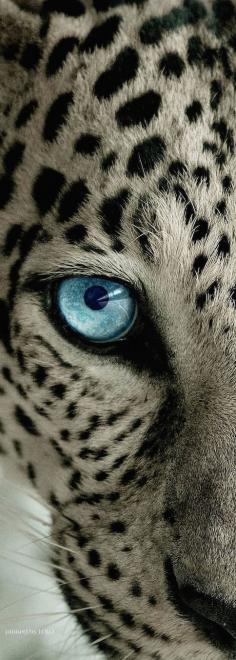 
                    
                        Snow Leopard - Focus
                    
                