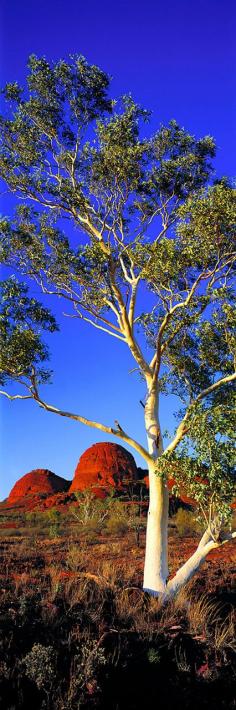 
                    
                        Kata Tjuta Ghost Gum NT
                    
                