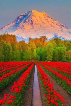 
                    
                        Mt Rainier, Puyallup, Washington
                    
                