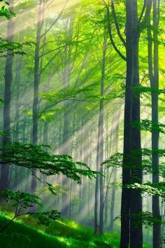 
                    
                        Summer Forest, Bulgaria
                    
                