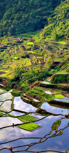 
                    
                        The two thousand years old Rice Terraces in Banaue (Philippines) are often referred as the 8th wonder of the world. For an unforgettable trekking experience I suggest you to take a hike through the rice paddies. The scenery is out of this world, absolutely breathtaking!!  | More here: 20 Photos of the Philippines that will make you want to pack your bags and travel | © Sabrina Iovino | via Just One Way Ticket Travel Blog
                    
                