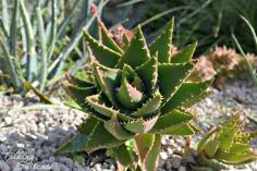 
                    
                        Eze France Travel Ideas - cacti in Le Jardin d’Eze
                    
                