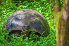 
                    
                        The Giant Tortoise is everywhere on the Galapagos Islands. Especially on Santa Cruz and Isabela Island | 27 photos that will transport you to the Galápagos Islands | The Planet D Adventure Travel Blog
                    
                