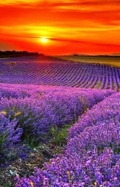 
                    
                        Fields Flowers ~ Dreamy Nature
                    
                