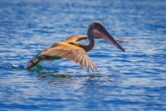 
                    
                        Pelicans patrol the water in the islands | 27 photos that will transport you to the Galápagos Islands | The Planet D Adventure Travel Blog
                    
                