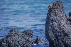 
                    
                        Don’t do it! A Crab tempts fate on the shores of Isabela Island | 27 photos that will transport you to the Galápagos Islands | The Planet D Adventure Travel Blog
                    
                