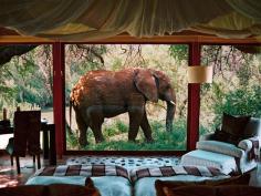 
                    
                        8 Hotels Where Wild Animals Roam Free
                    
                