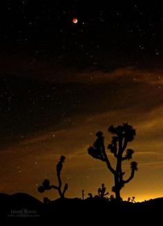 
                    
                        Joshua Tree National Park
                    
                