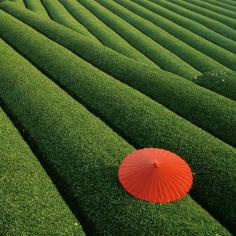 
                    
                        Spectacular Places: Kyoto Obubu Tea Plantation, Japan
                    
                