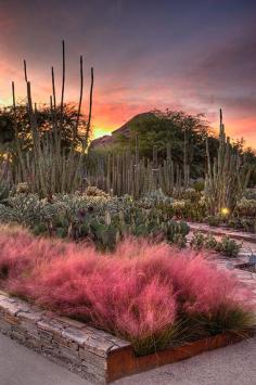 
                    
                        At the Desert Botanical Garden in #Phoenix, plants suited to the arid climate of the Sonoran and other deserts thrive, including a large sampling of agave, cacti, and other succulents. A two-acre wildflower exhibit erupts each spring into a bounty of color, and butterflies take flight in a covered pavilion. Photo by Adam Rodriguez.
                    
                