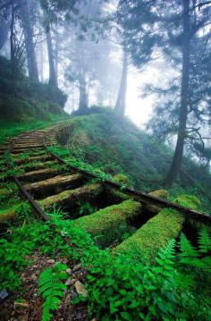 
                    
                        Others sortra: Overgrown railroad tracks in the forest.
                    
                