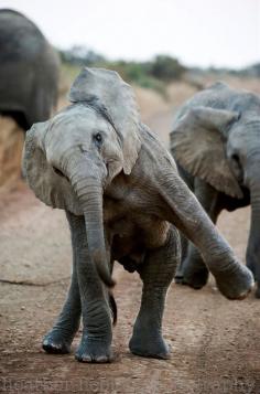 
                    
                        “Will this pose do?” Young elephant. Kruger National Park, South Africa by Heather Liebler Photography ༺ß༻
                    
                