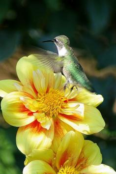 
                    
                        Hummingbird
                    
                