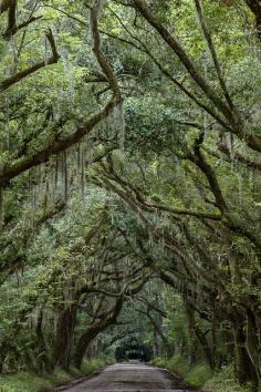 
                    
                        This is so cool and spooky. I'm going to have to write a story for it--something creepy happens in the South. Edisto3 | Flickr - Photo Sharing!
                    
                