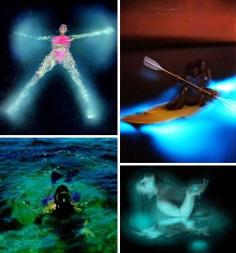 
                    
                        Natural Phenomenon Bioluminescent Bay at La Parguera on Vieques Island in Puerto Rico
                    
                