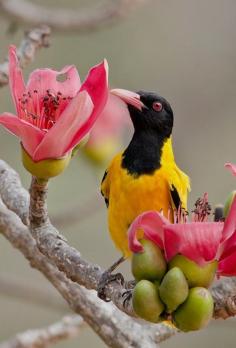 
                    
                        Black-hooded Oriole
                    
                