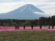 
                    
                        Fujinomiya, Fujinomiya, Japan - Mount Fuji as seen from...
                    
                