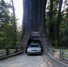 
                    
                        Chandelier Tree
                    
                