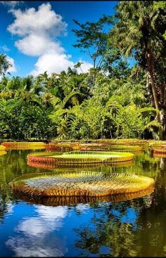 
                    
                        ✮ Giant Lotus | Mauritius ✮ (www.facebook.com/...)
                    
                