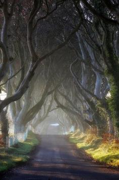 
                    
                        Dark Hedges in Ireland. This place looks so other worldly that it was actually a filming location for Game of Thrones.
                    
                