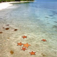 
                    
                        Lighten up in one of the world’s brightest bioluminescent bays - Vieques, Puerto Rico - Coastal Living
                    
                