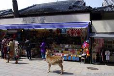 
                    
                        Nara - Deer are permitted to roam this beautiful area.
                    
                